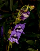 Penstemon fruiticosus 18-9346